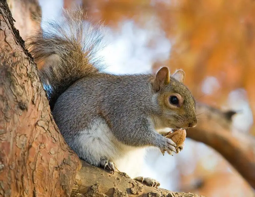 Squirrel with acorn. Photo.