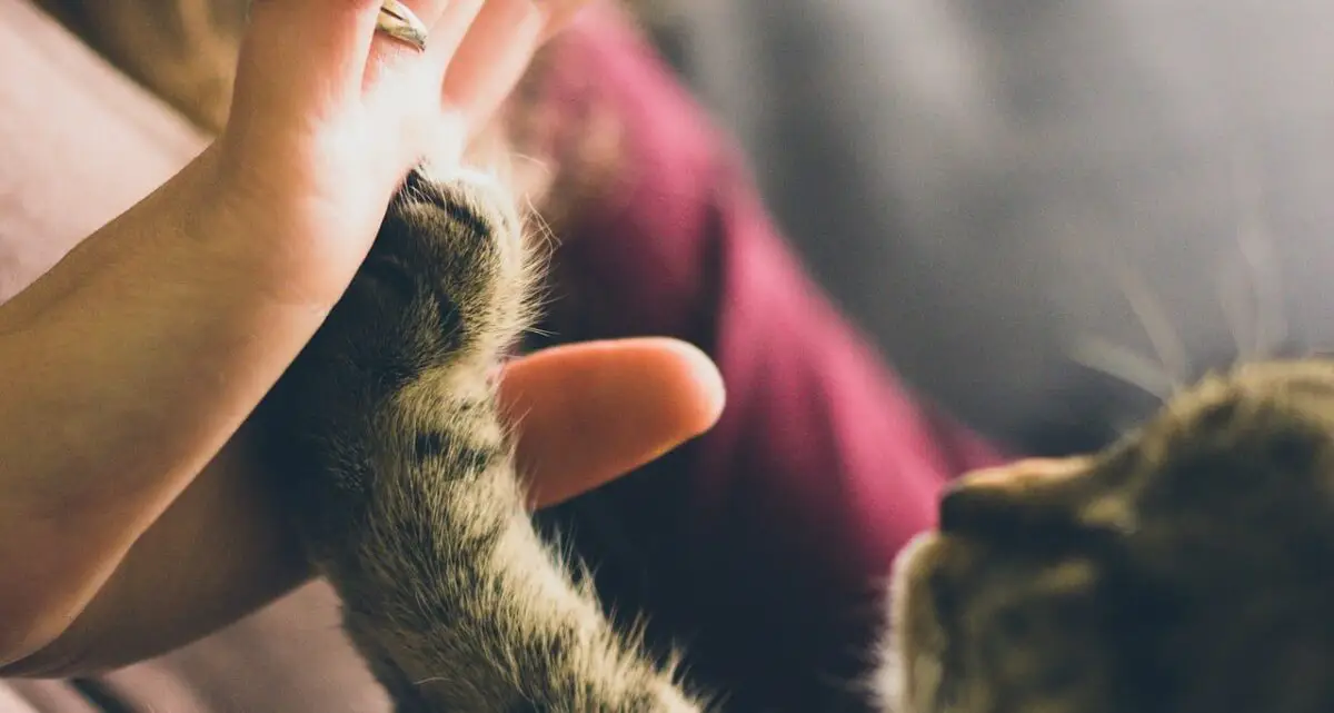 Cat high fives human. Photo.