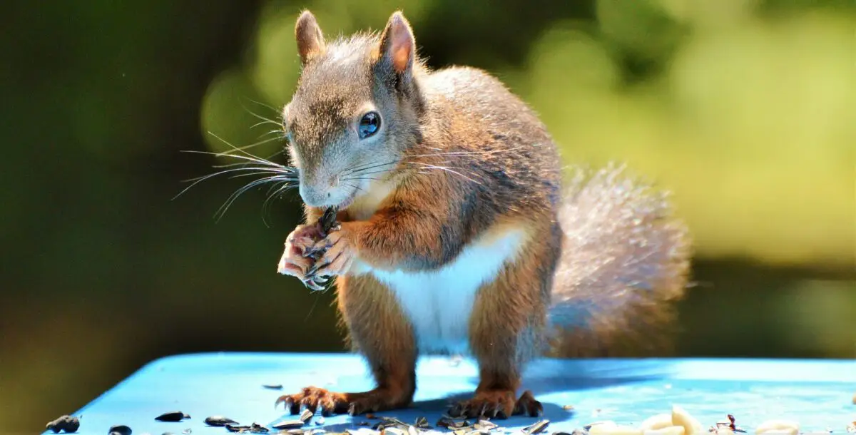 Squirrel eating a nut. Photo.