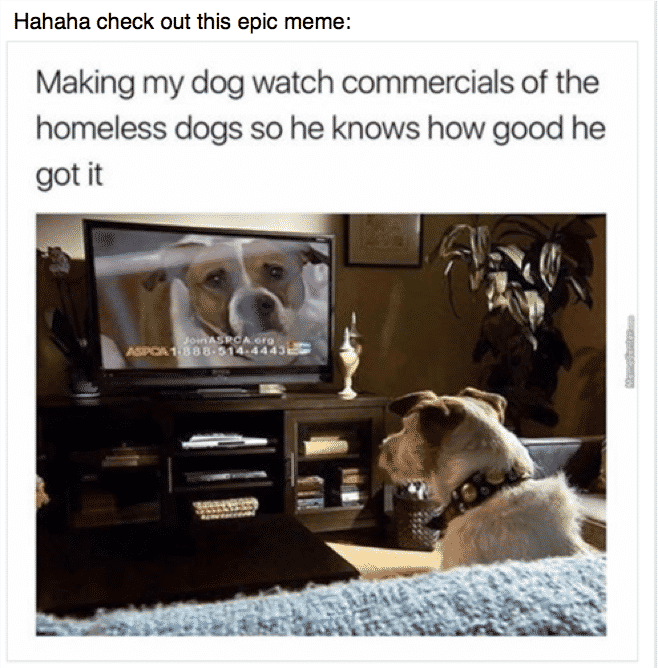 Meme on facebook. Dog watching commercial with image of text above: