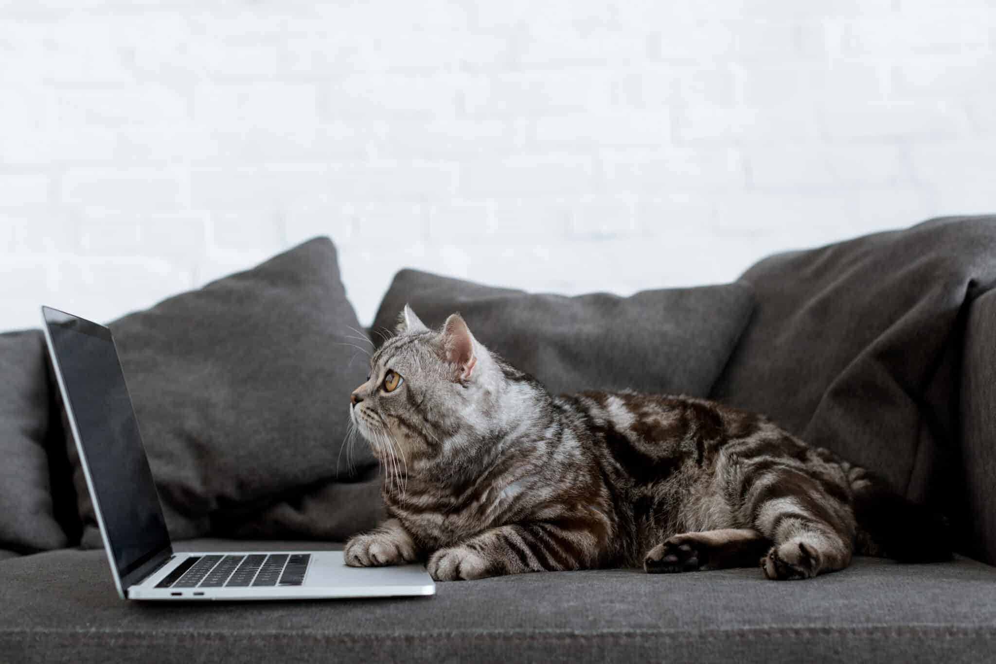 A cat with grey darker lined fur and brown-yellow eye sitting on a dark grey sofa with one paw on a macbook computer looking at the screen.
